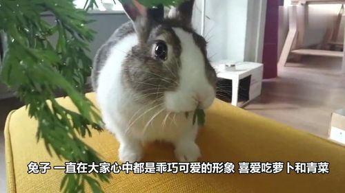 兔子爱萝卜(有没有 关于兔子的个性签名啊 急)