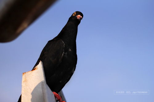 黑鸽子(纯黑色的鸽子是什么品种？)