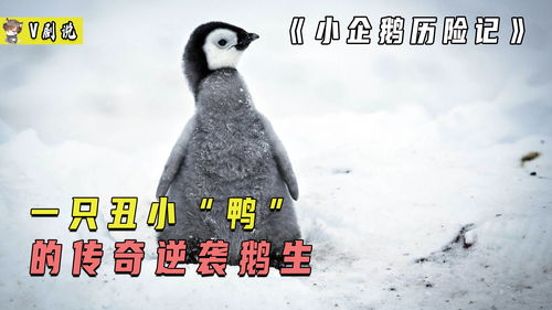企鹅历险记(《企鹅旅行记》中四字词语有哪些？)
