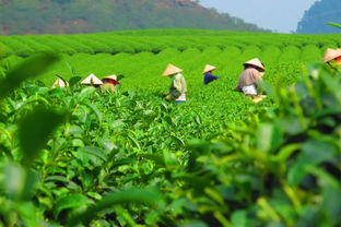 结束了贵州茶叶没有中国驰名商标(世界十大茶叶品牌有哪些？)