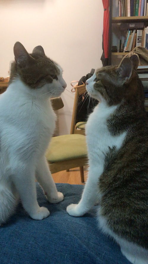 两只猫的二重奏(两只相处和睦的猫突然翻脸)