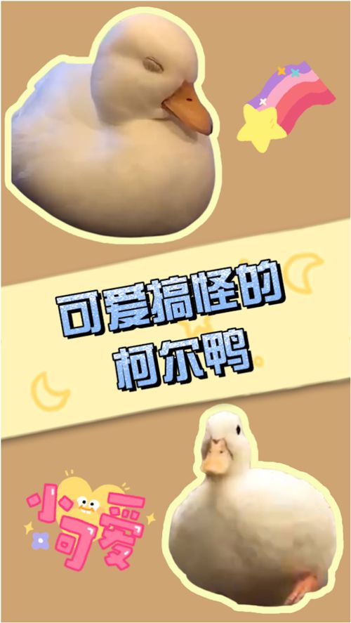 小鸭子的生活中文版(小鸭的生活习性)