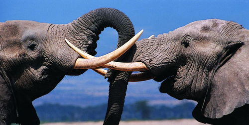 大象的鼻子里有骨头吗(大象用鼻子吸水不会被呛到吗？为什么不会呛到呢？)