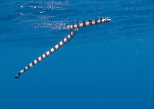 巨型海蛇(深海蛇难中吃大蛇的是什么动物)
