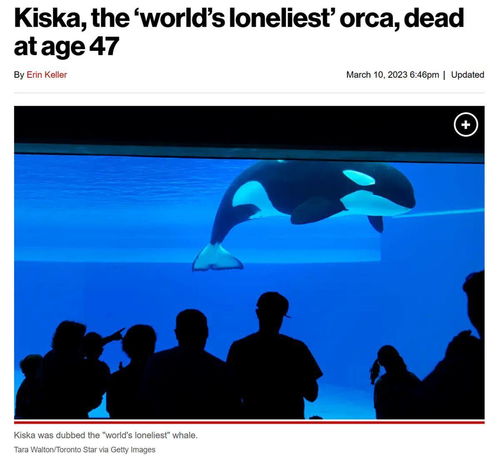 世界上最孤独的鲸去世(世界上最孤独的鲸鱼是谁？)