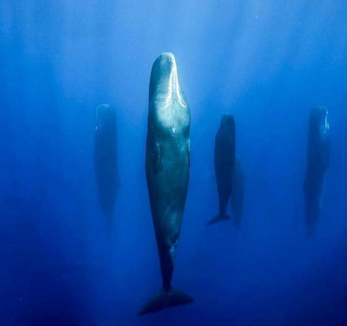 鲸鱼一分钟心跳几次(谁知道关于鲸の资料啊？)