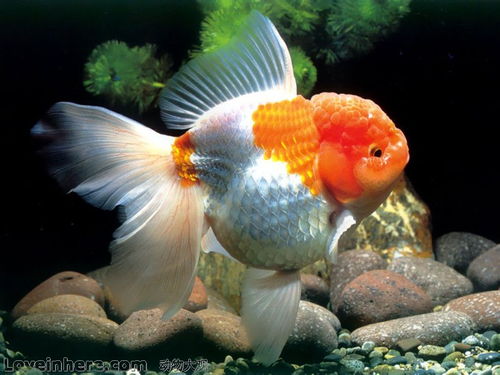漂亮的金鱼是由什么鱼演变而来(金鱼由什么演变而来)