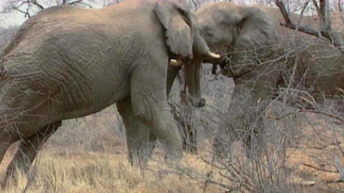 大象一般是通过什么方式防晒的(大象有哪些知识)