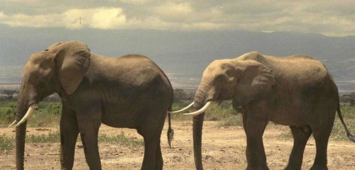 大象的鼻子里有骨头吗(大象用鼻子吸水不会被呛到吗？为什么不会呛到呢？)