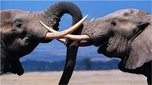 大象一般是通过什么方式防晒的(大象有哪些知识)