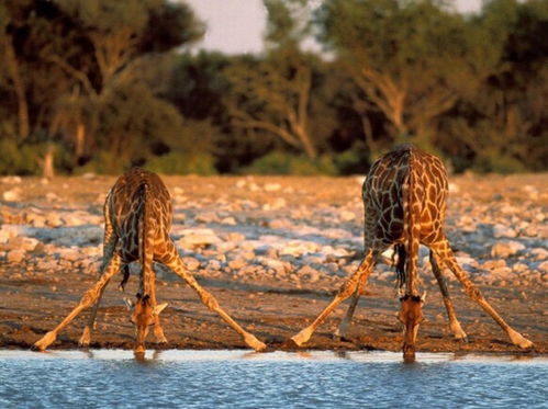 长颈鹿可以多久不喝水(猜一猜长颈鹿可以多久不喝水)
