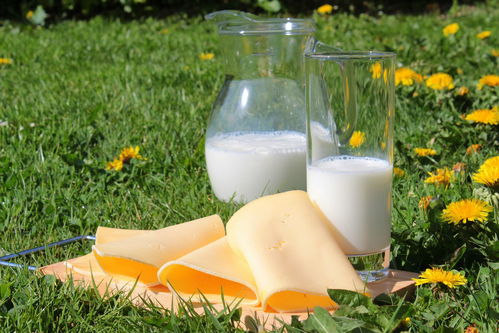 与等量牛奶相比奶酪的蛋白质含量(牛奶和奶酪哪个蛋白质含量高)