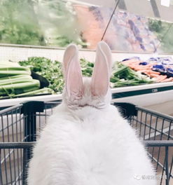兔子的耳朵有什么作用(为什么把兔子拿起来要提兔子耳朵？)