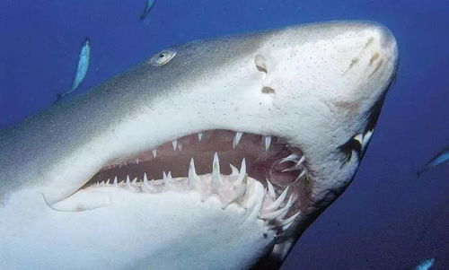 水中迅捷之鲨鱼牙(如何辨认鲨鱼的牙齿鲨鱼的牙齿的相关知识)