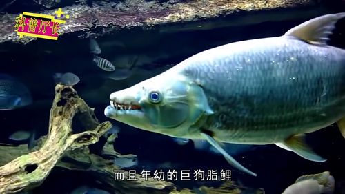 巨型水虎鱼(世界上最凶的十种肉食性淡水鱼是那些？)