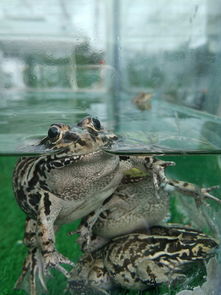 青蛙除了用肺外还用什么器官呼吸(青蛙呼吸一般用肺，它还有其他呼吸器官吗？)