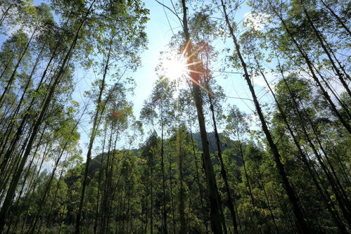 亚洲最高树等身照发布(刷新纪录！中国最高树木83.4米，这是如何被发现的？)